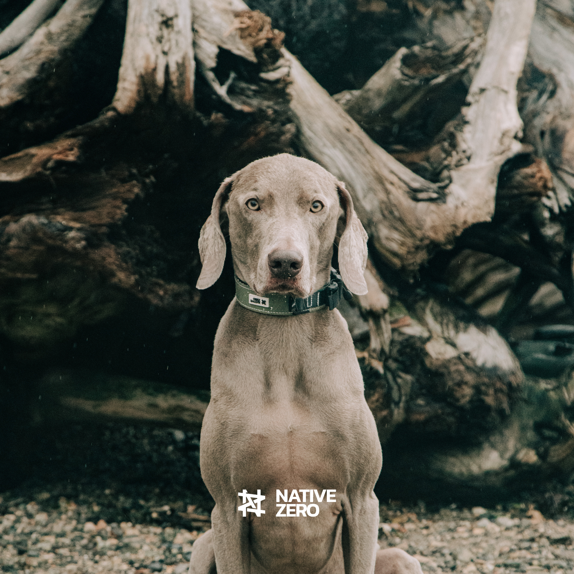 ARI 1.0 best outdoor dog collar, portrait against driftwood on the beach — NATIVE ZERO Canada