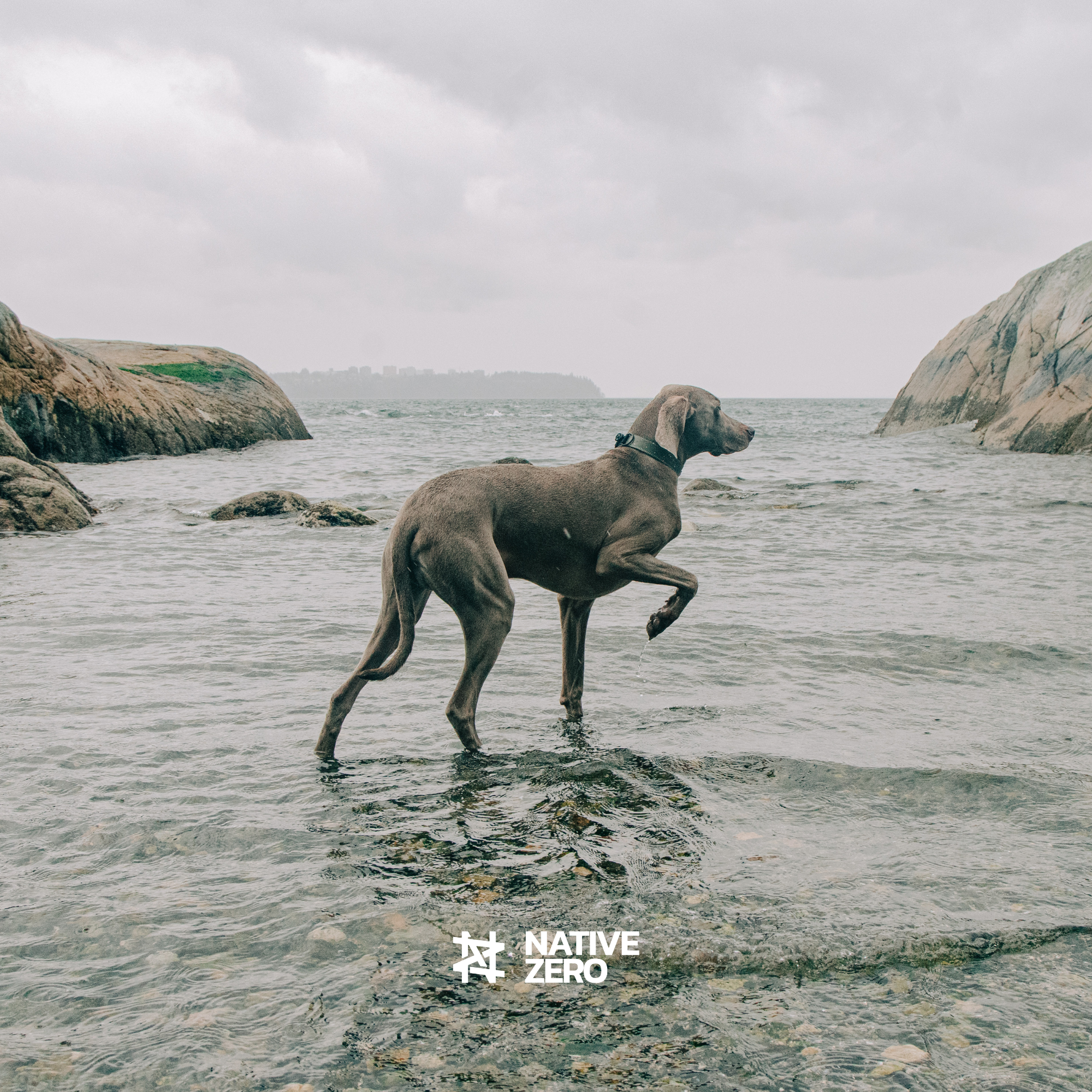ARI 1.0 waterproof outdoor dog collar, dog wading through coastal water, Vancouver — NATIVE ZERO