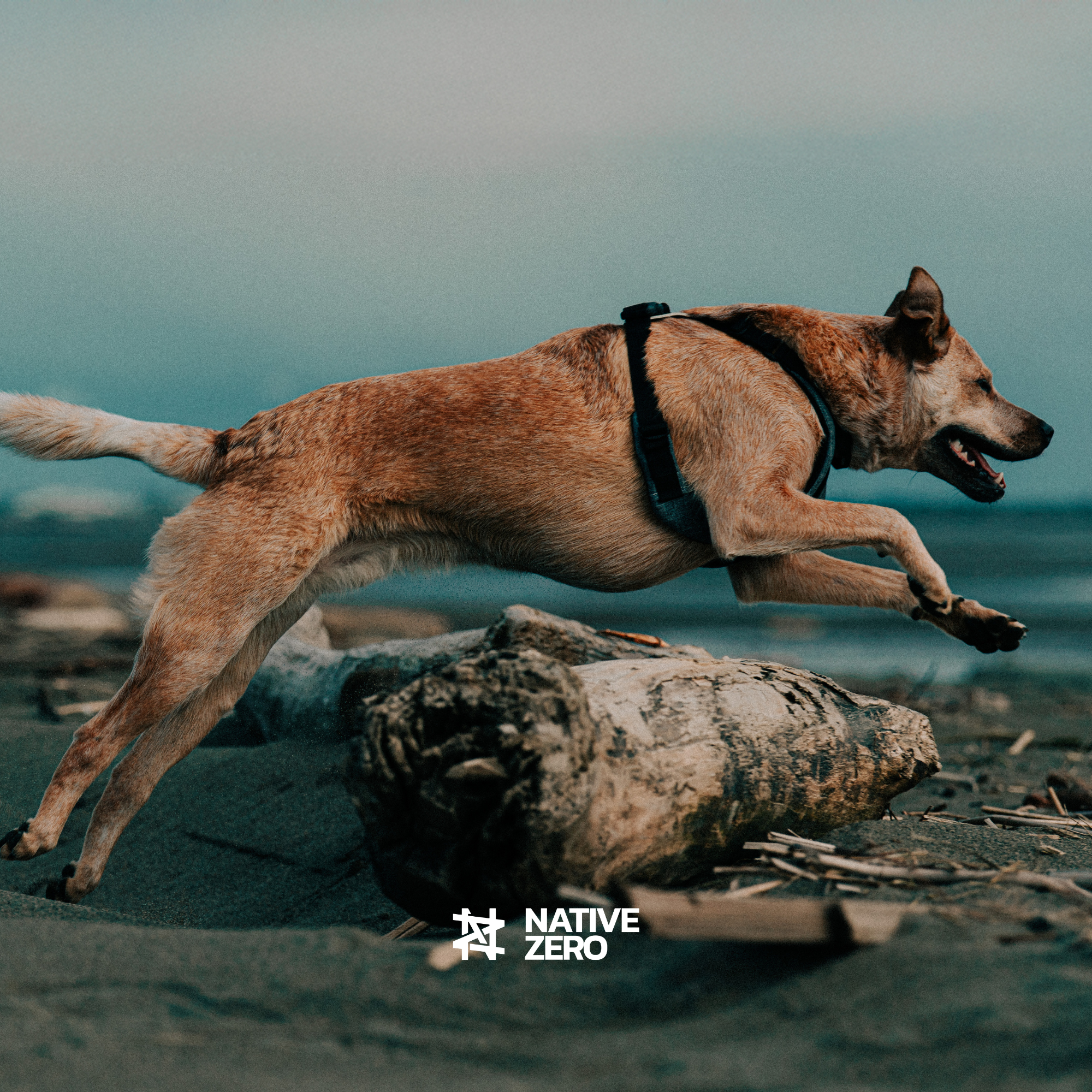 NOAH 1.5 waterproof dog harness in motion, dog running along a beach at dusk, leaping over a log, harness moves with dog while leaping — NATIVE ZERO