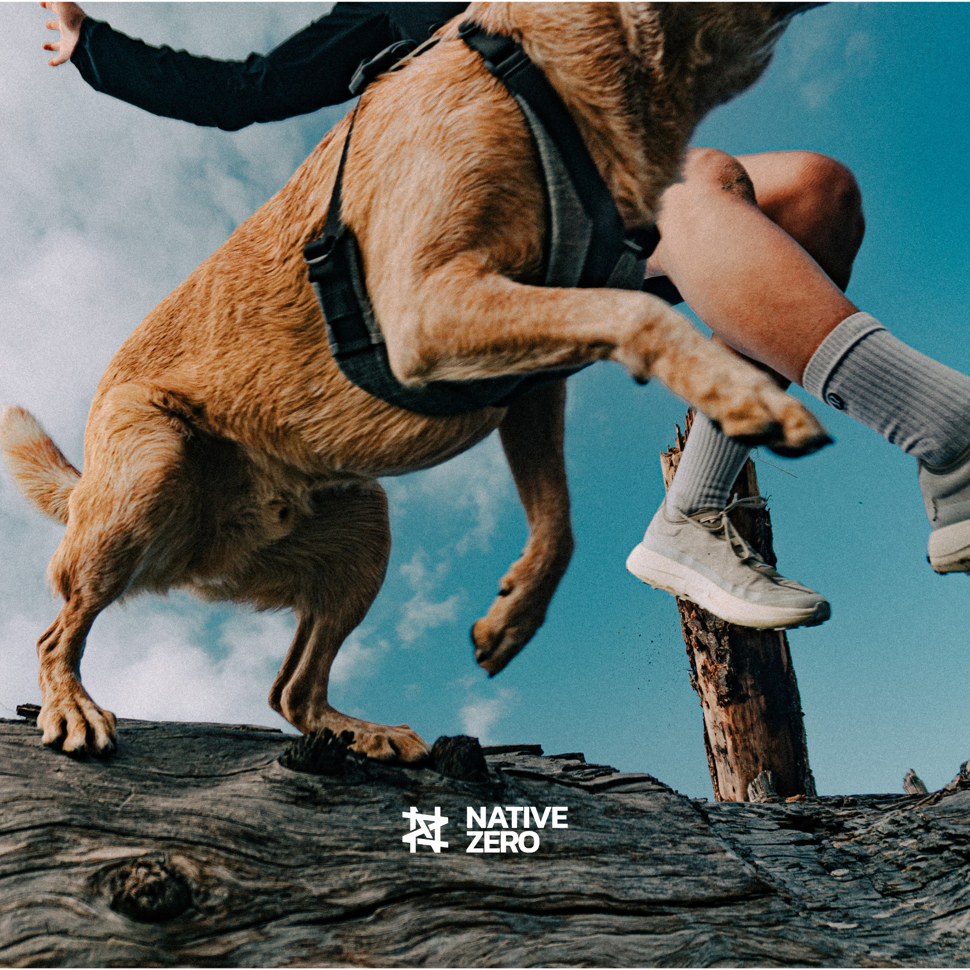 NOAH 1.5 dog harness in action, dog and owner hiking a trail and leaping a log together, with the harness auto adjusting as the dog jumps — NATIVE ZERO outdoor dog gear Canada