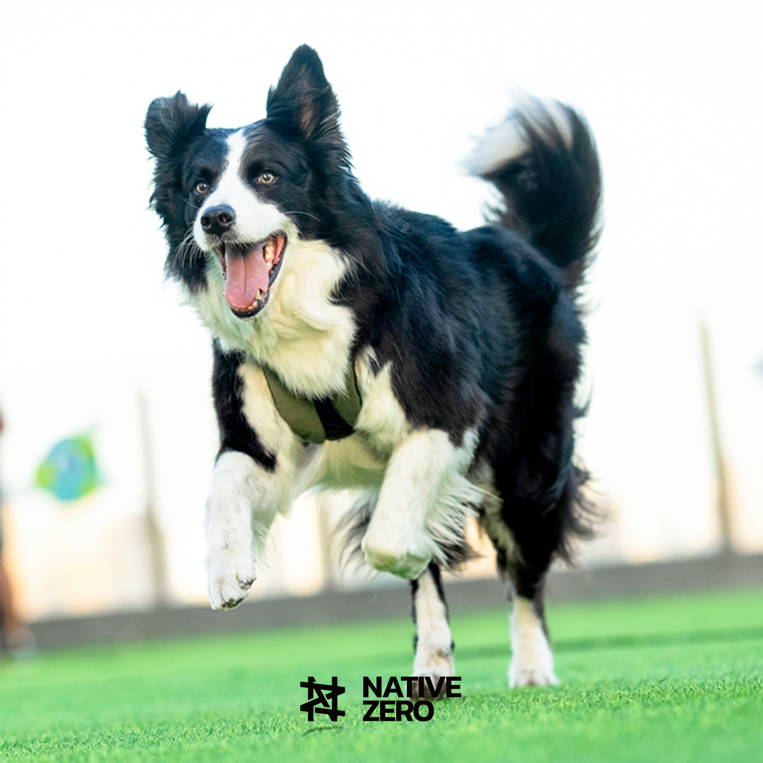 Native Zero NOAH 1.5, Dog Harness, Sustainable Dog Harness, Sports Dog Harness, Performance Dog Harness, Running Dog Harness, Hiking Dog Harness, Waterproof, Sustainable, Outdoor Gears For Dog, Sustainable Gears For Dog, Sports Gears For Dog, Magnetic Buckle, Trachea Protection, Trachea Collapse Prevention, FLEX-GRIND, rPET, Native Zero, Dog Gear. Urban Green