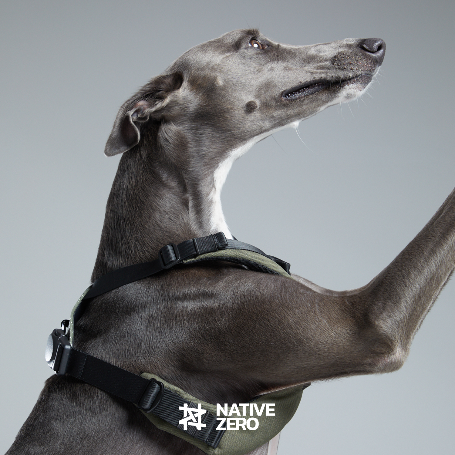 Native Zero NOAH 1.5, Dog Harness, Sustainable Dog Harness, Sports Dog Harness, Performance Dog Harness, Running Dog Harness, Hiking Dog Harness, Waterproof, Sustainable, Outdoor Gears For Dog, Sustainable Gears For Dog, Sports Gears For Dog, Magnetic Buckle, Trachea Protection, Trachea Collapse Prevention, FLEX-GRIND, rPET, Native Zero, Dog Gear. Urban Green