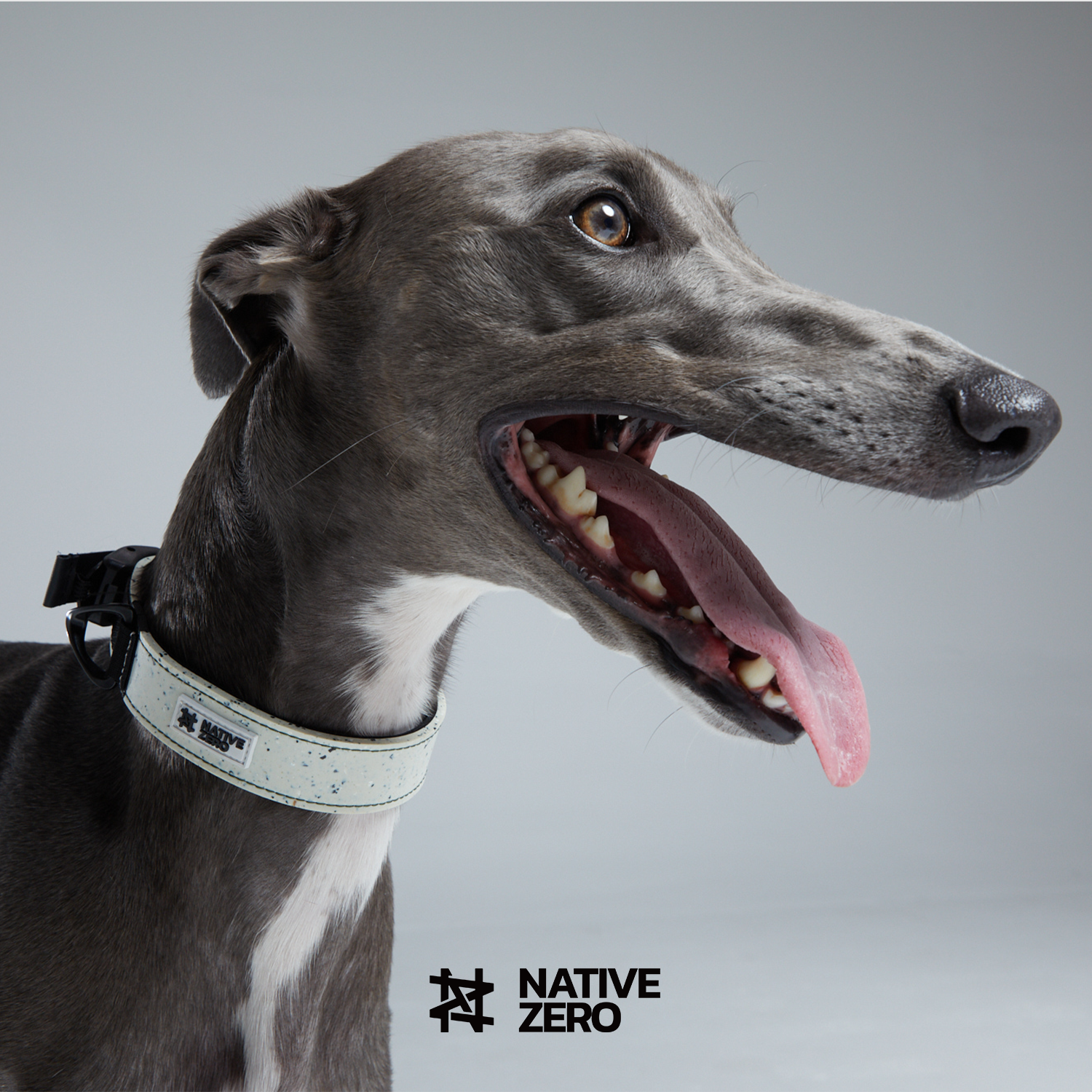 Native Zero ARI 1.0, Dog Collar, Sustainable Dog Collar, Waterproof Dog Collar, Outdoor Dog Collar, Sports Dog Collar, Easy On Easy Off, Easy To Clean, Dual Layer Protection Dog Collar, Sustainable Gears For Dogs, Sports Gear For Dogs, Hiking Gears For Dogs, Outdoor Gears For Dogs, Native Zero, Sustainable, Dog Gears, Outdoor, Hiking, Running, Breezy Grey.