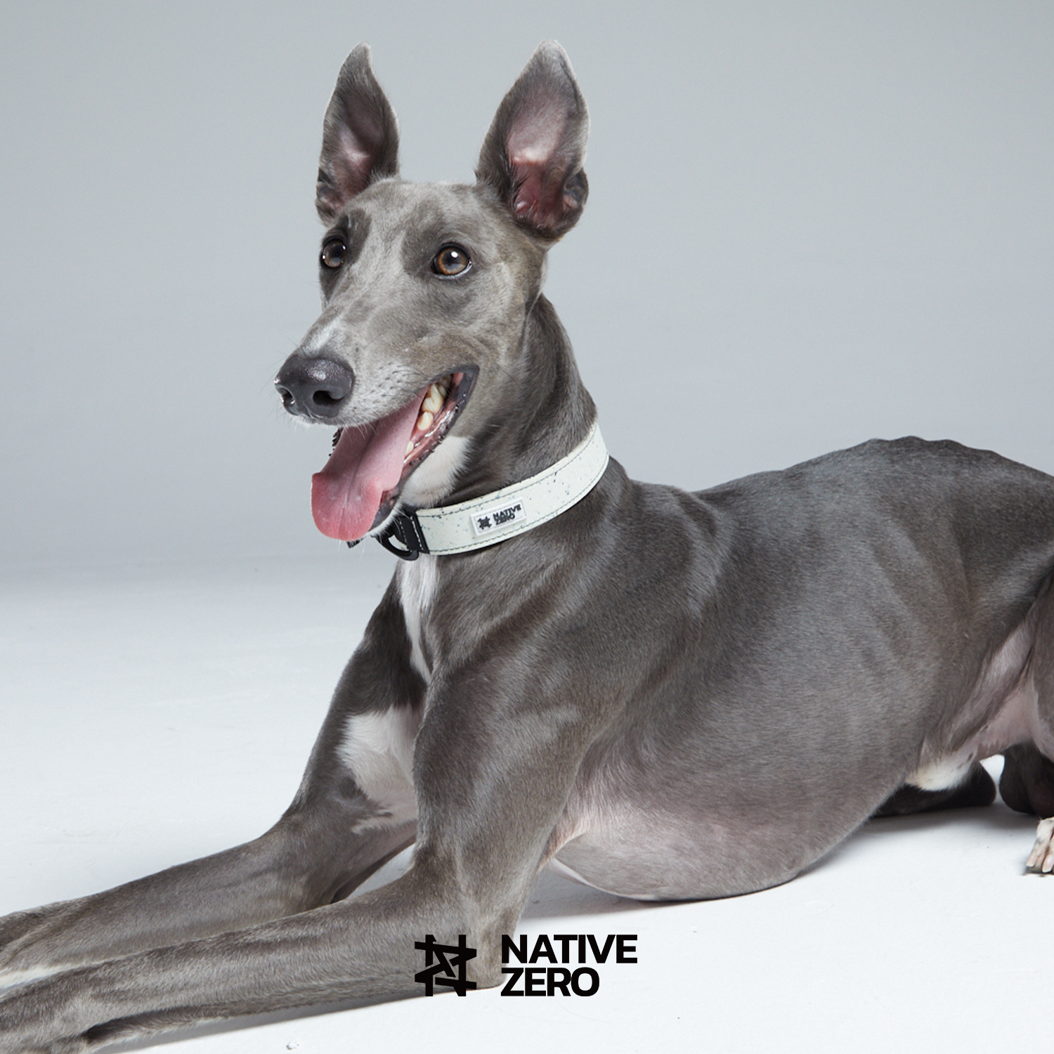 Native Zero ARI 1.0, Dog Collar, Sustainable Dog Collar, Waterproof Dog Collar, Outdoor Dog Collar, Sports Dog Collar, Easy On Easy Off, Easy To Clean, Dual Layer Protection Dog Collar, Sustainable Gears For Dogs, Sports Gear For Dogs, Hiking Gears For Dogs, Outdoor Gears For Dogs, Native Zero, Sustainable, Dog Gears, Outdoor, Hiking, Running, Breezy Grey.