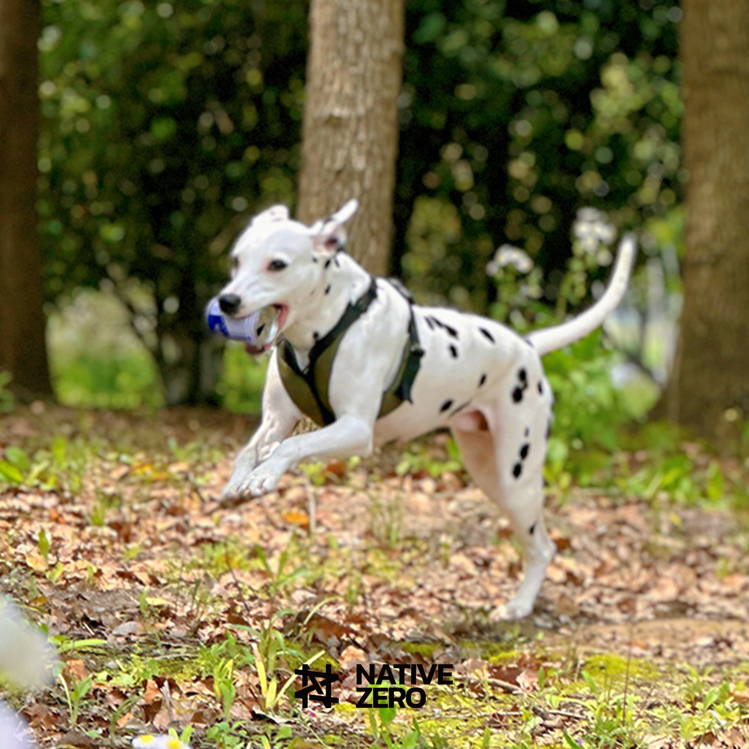 Native Zero NOAH 1.5, Dog Harness, Sustainable Dog Harness, Sports Dog Harness, Performance Dog Harness, Running Dog Harness, Hiking Dog Harness, Waterproof, Sustainable, Outdoor Gears For Dog, Sustainable Gears For Dog, Sports Gears For Dog, Magnetic Buckle, Trachea Protection, Trachea Collapse Prevention, FLEX-GRIND, rPET, Native Zero, Dog Gear. Urban Green